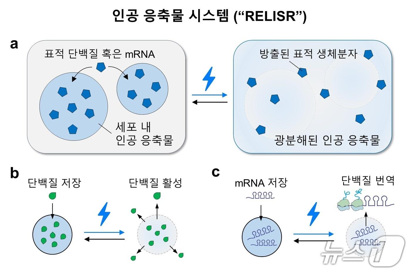인공 응축물 시스템 RELISR은 단백질을 저장하는 'Protein-RELISR'과, mRNA를 저장할 수 있는 'mRNA-RELISR'이 있다. 이 인공 응축물들은 청색광조사에 의해 분해되고, 암흑 상태에서 재조립될 수 있다. (KAIST 제공. 재판매 및 DB금지)2025.7.23/뉴스1
