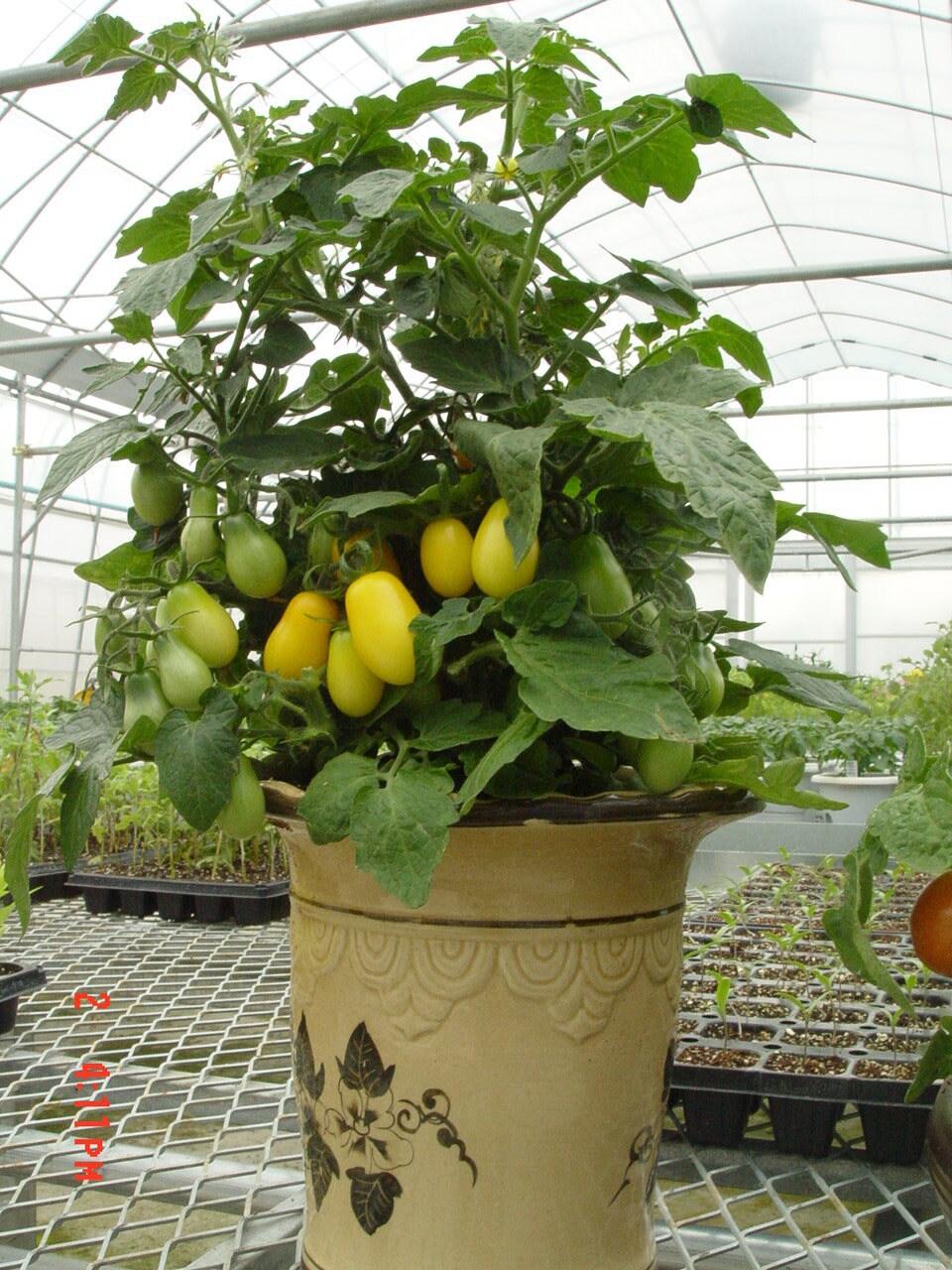 본문 이미지 - '보고파노랑' 품종이 화분에서 자라는 모습.(충남도 제공. 재판매 및 DB금지)/뉴스1 