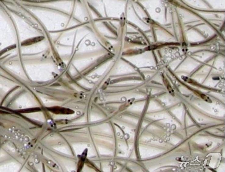 본문 이미지 - 실뱀장어(한국해양수산개발원 제공)