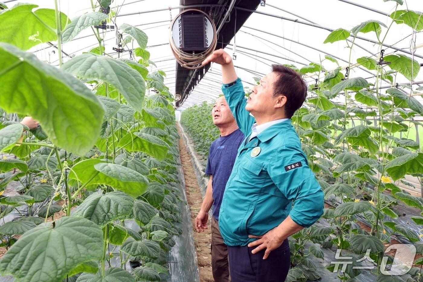 지난 22일 이학수 정읍시장이 관내 한 오이 재배 농가를 찾아 폭염 피해 상황과 애로사항을 점검하고 있다.&#40;정읍시 제공. 재판매 및 DB금지&#41;/뉴스1