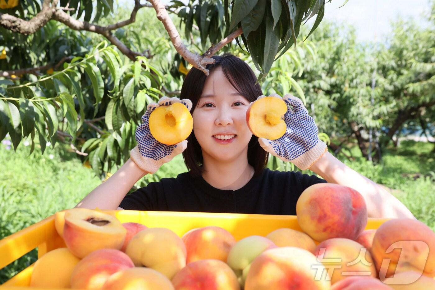 23일 전북 임실군조합공동사업법인 복숭아 공선회가 공동출하하는 임실N복숭아의 본격적인 출하 시기를 맞아 한 복숭아 농가에서 관련 공무원이 잘 익은 복숭아 홍보를 하고 있다.&#40;임실군제공. 재판매 및 DB금지&#41;2025.7.23/뉴스1