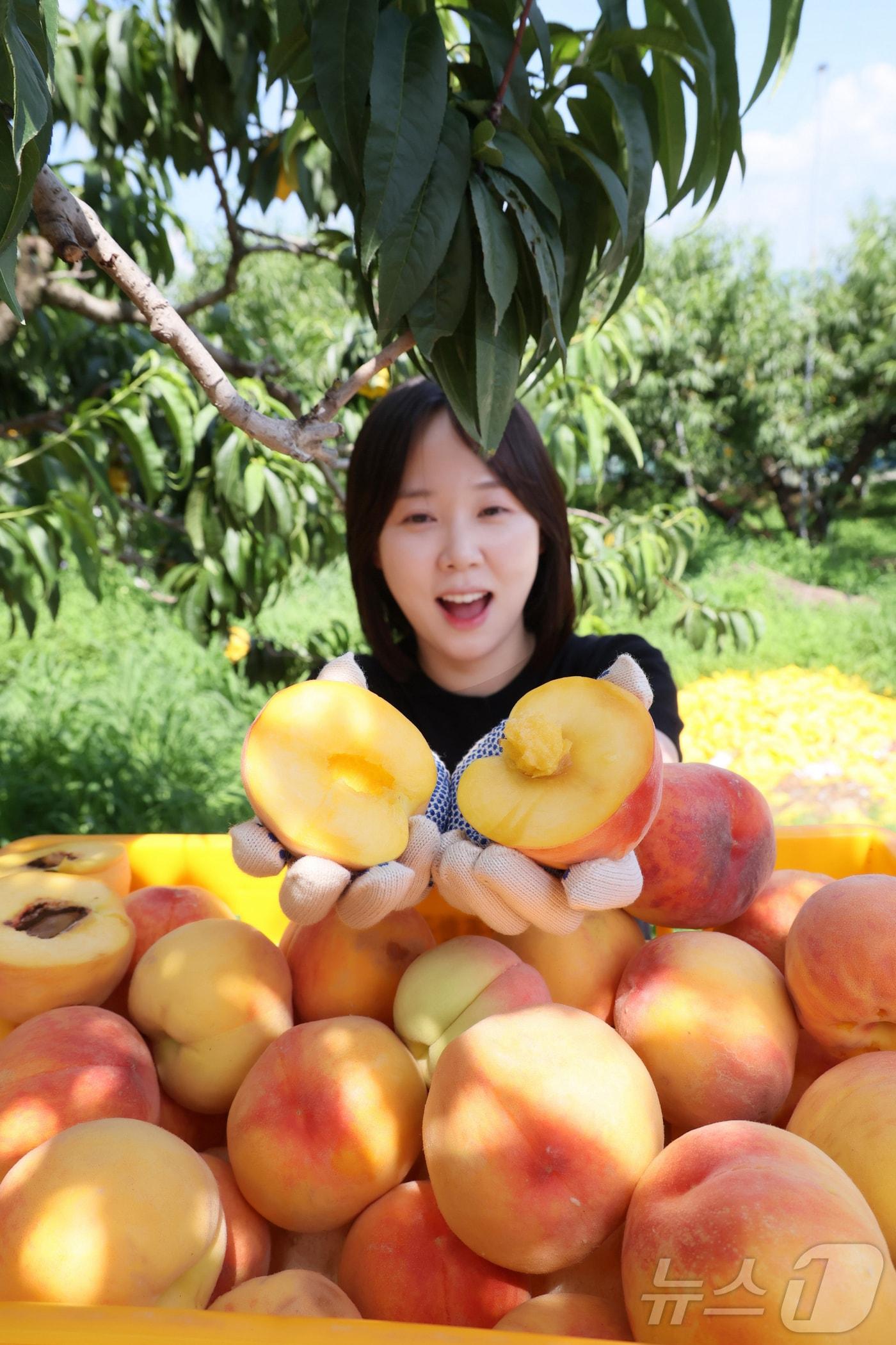 본문 이미지 - 23일 전북 임실군조합공동사업법인 복숭아 공선회가 임실N복숭아 출하를 시작했다.(임실군제공. 재판매 및 DB금지)2025.7.23/뉴스1 