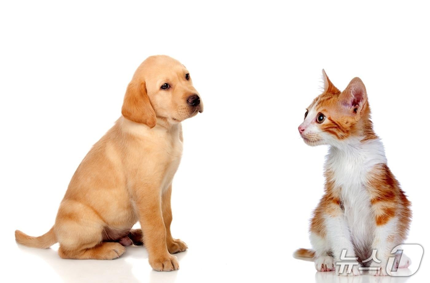 강아지와 고양이&#40;사진 이미지투데이&#41; ⓒ 뉴스1