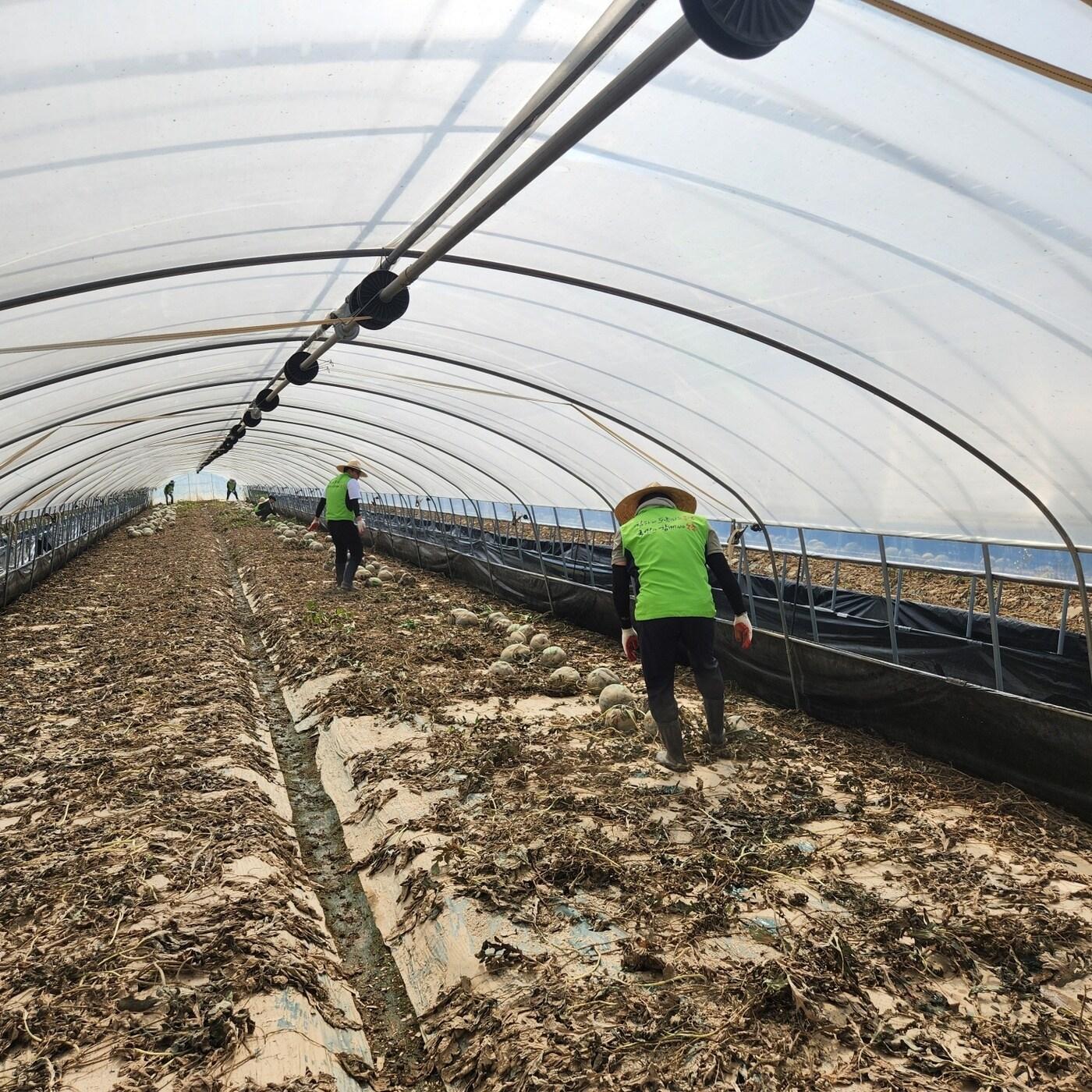 본문 이미지 - 농림축산식품부 직원들이 23일 충남 부여군에서 집중호우 피해 농가 복구 작업을 돕고 있다.&#40;농림축산식품부 제공&#41; 2025.07.23 /뉴스1