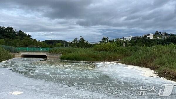 본문 이미지 - 2023년 7월 30일 경북 포항시 북구 흥해읍 죽천리 앞 하천에서 흰색 거품이 다량으로 발생했다. (독자제공, 제판매 및 DB금지) 2025.7.23/뉴스1 