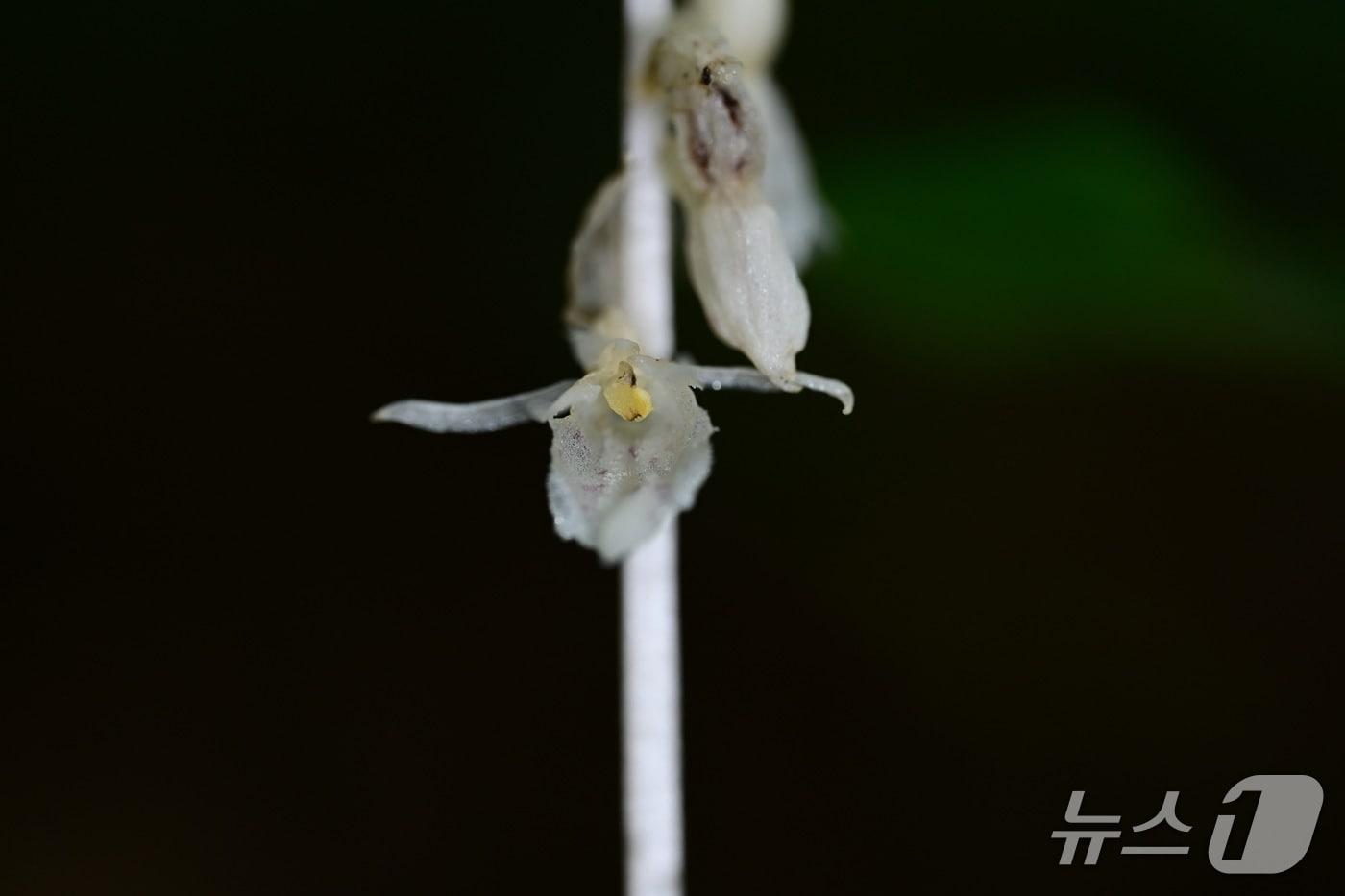 가칭 ‘방울유령란’ (산림청 국립산림과학원 제공.재판매 및 DB금지)/뉴스1