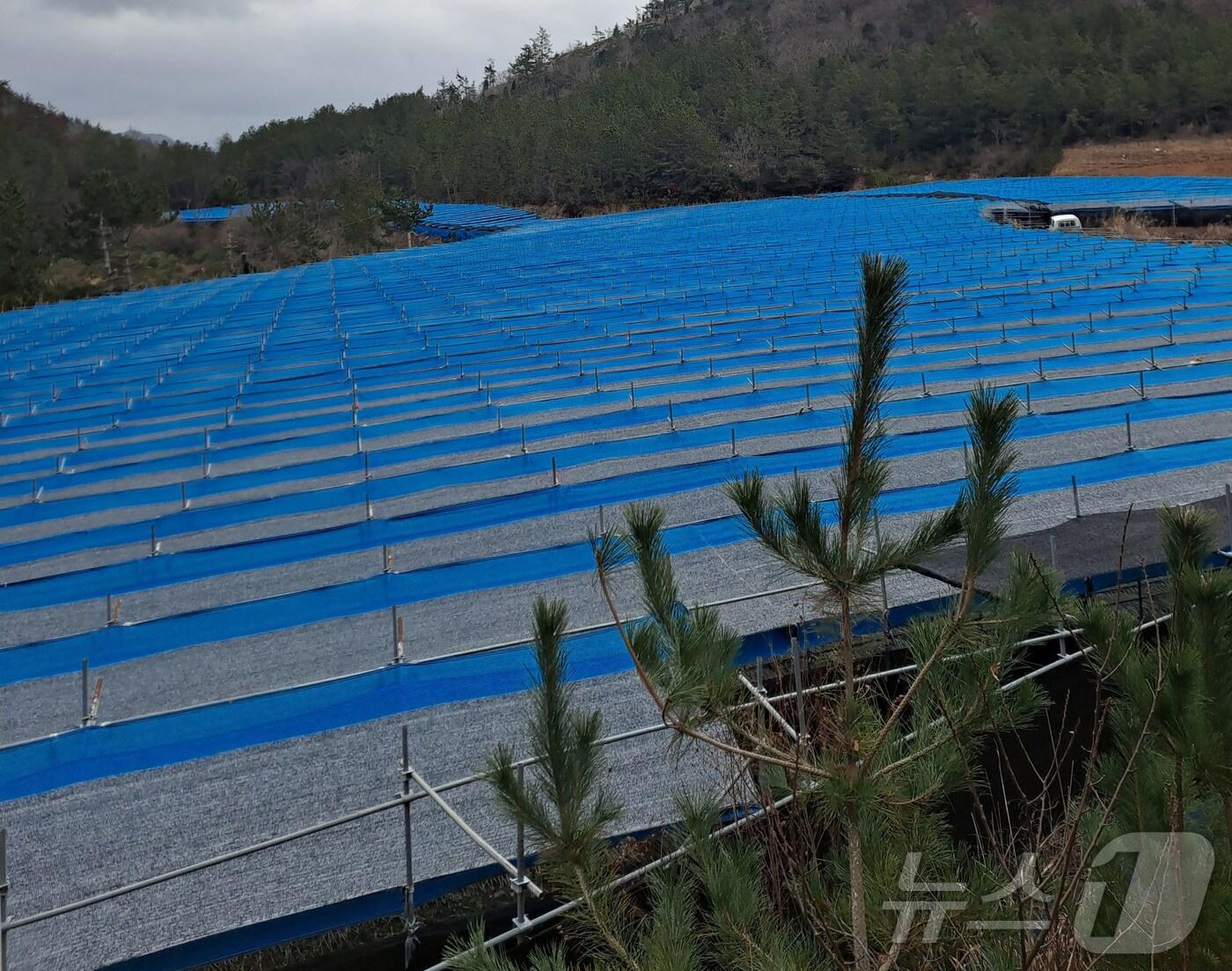 본문 이미지 - 인삼밭 차광시설./뉴스1