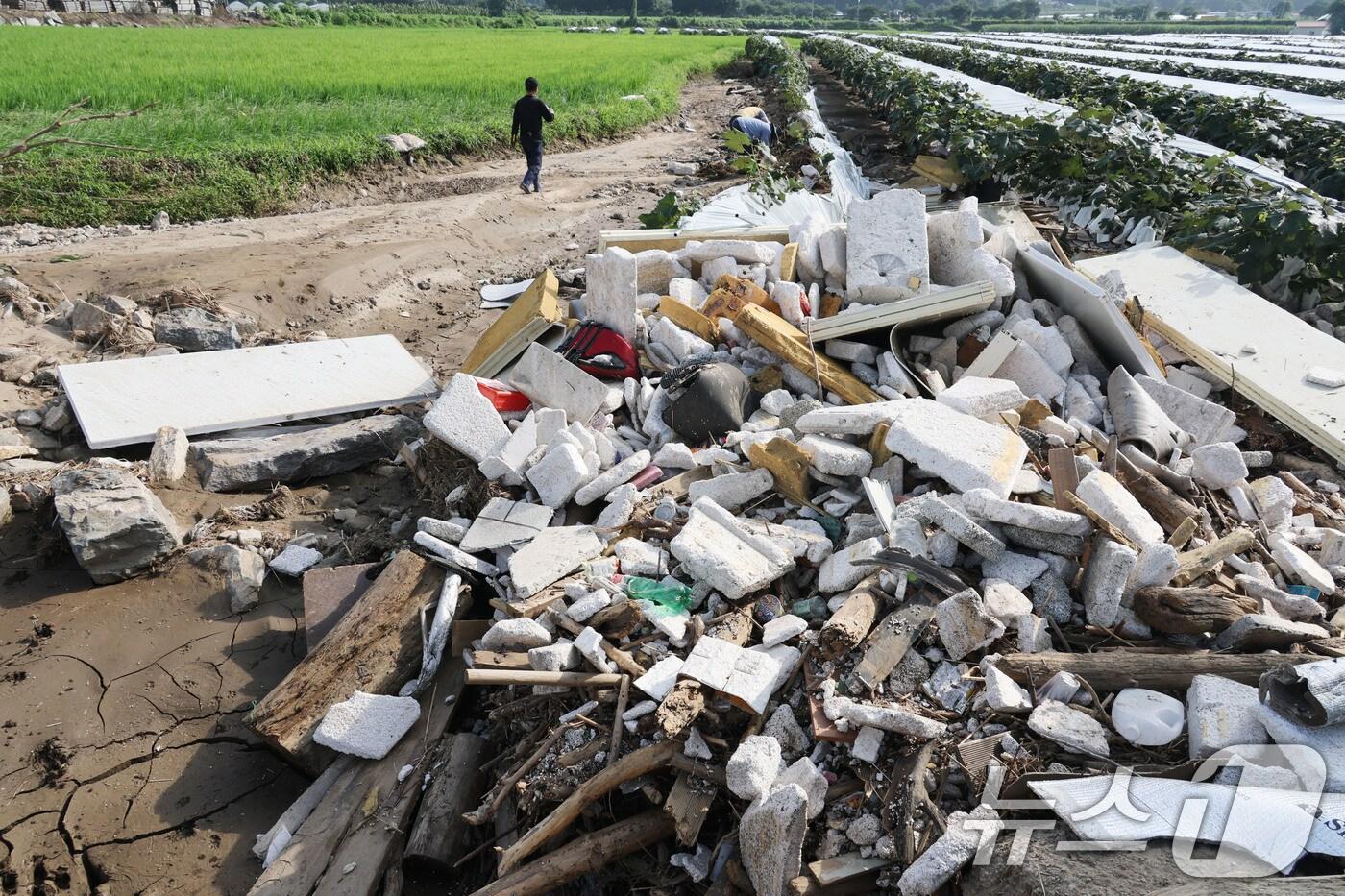 24일 오전 수해 피해를 입은 경기도 가평군 조종면의 포도밭에서 관계자들이 복구 작업을 하고 있다. 2025.7.24/뉴스1 ⓒ News1 이광호 기자
