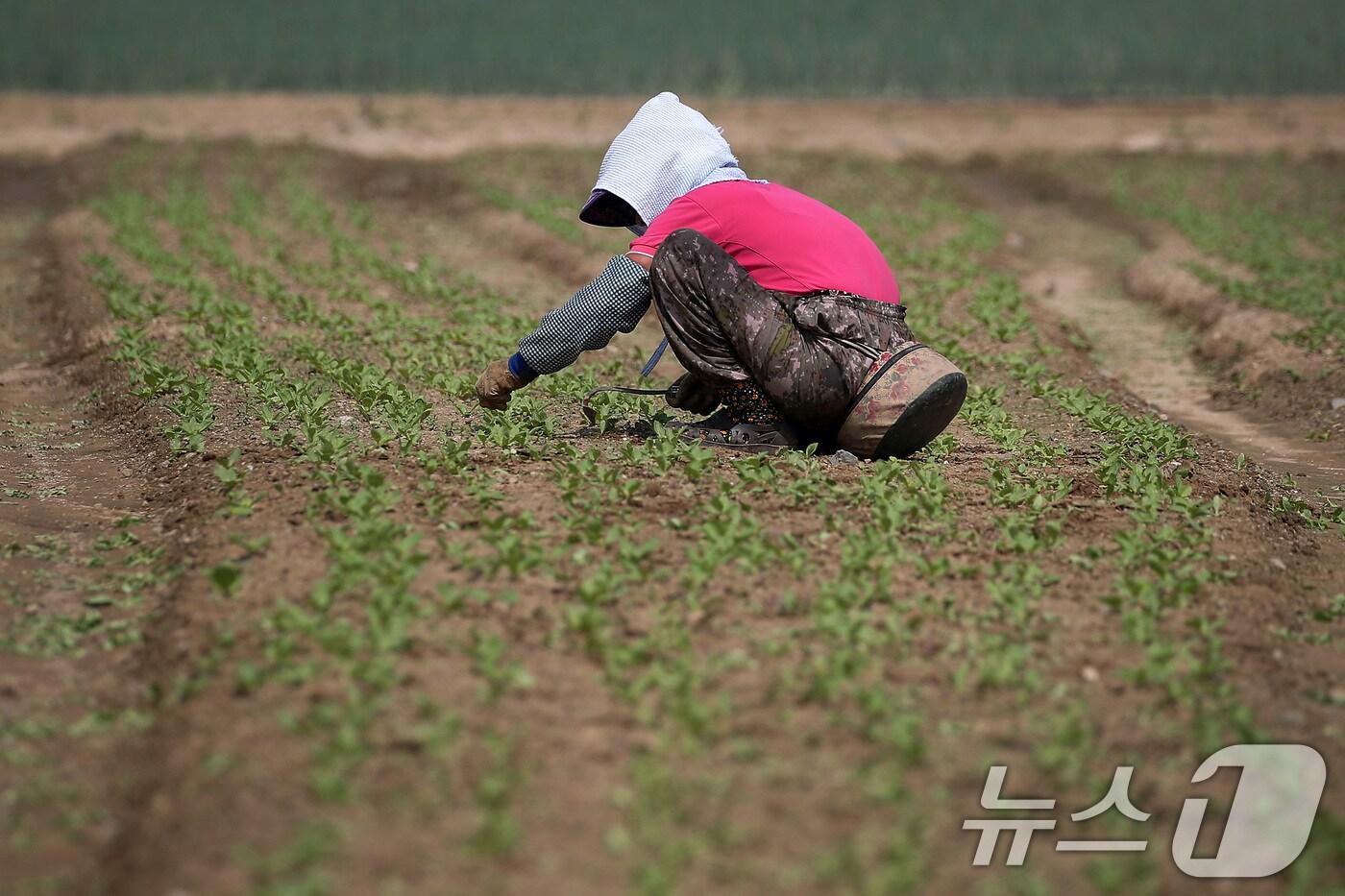 연일 폭염의 기세가 더해가는 24일 오전 대구 동구 불로동 들녘에서 한 농민이 뜨거운 햇볕 아래 홀로 쪼그려 앉아 밭일을 하고 있다. 2025.7.24/뉴스1 ⓒ News1 공정식 기자