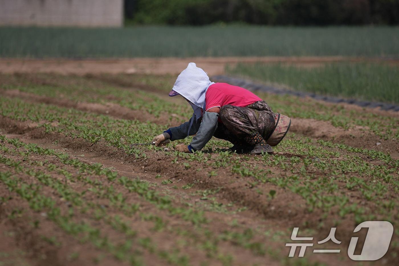 연일 폭염의 기세가 더해가는 24일 오전 대구 동구 불로동 들녘에서 한 농민이 뜨거운 햇볕 아래 홀로 쪼그려 앉아 밭일을 하고 있다. 2025.7.24/뉴스1 ⓒ News1 공정식 기자