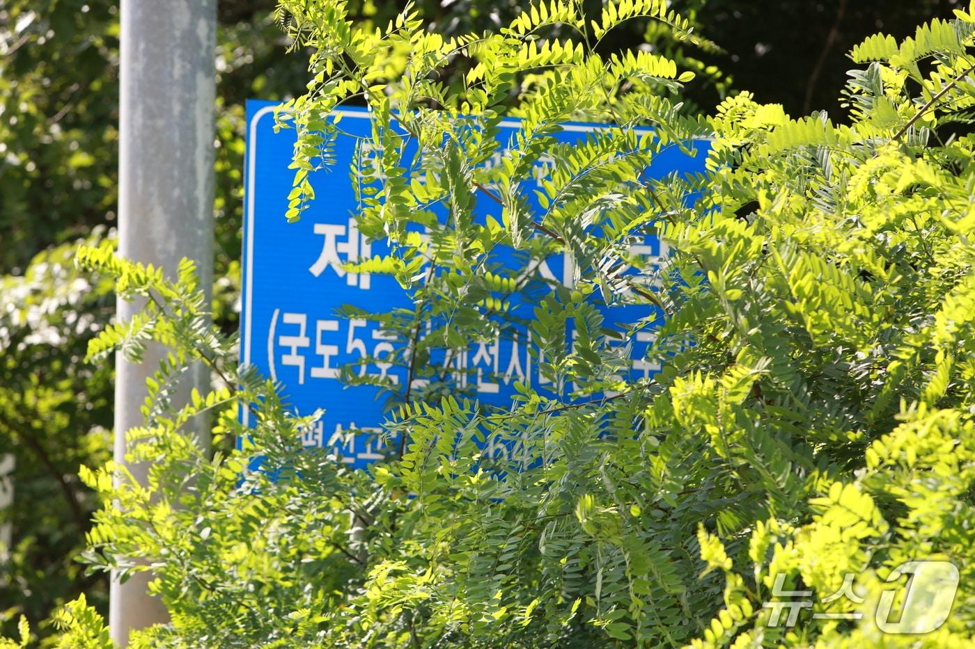  제천과 단양을 잇는 국도 5호선 안내판이 무성한 수목에 가려, 차량 흐름을 방해하고 있다.2025.7.24/뉴스1 손도언 기자