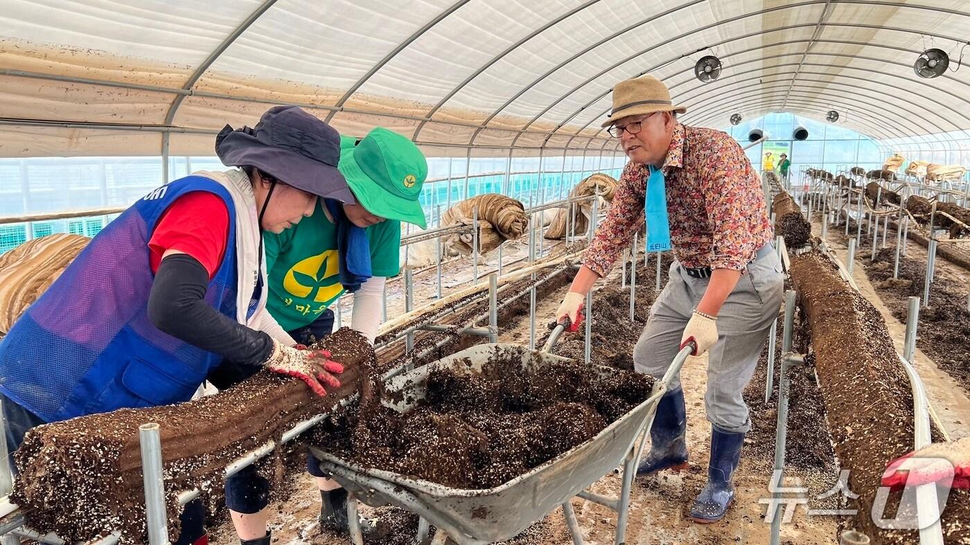 24일 대전 유성구 자원봉사자들이 침수 피해를 입은 딸기 하우스의 폐기물을 정리하고 있다.(대전 유성구 제공. 재판매 및 DB금지)/뉴스1