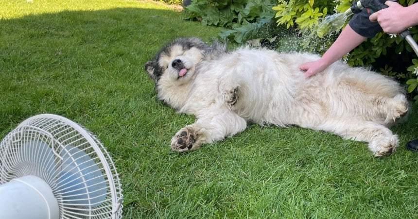 본문 이미지 - 말라뮤트와 같은 북방견종은 열사병에 특히 취약하다(사진은 기사 내용과 무관함, 영국왕립수의대 홈페이지 갈무리). ⓒ 뉴스1