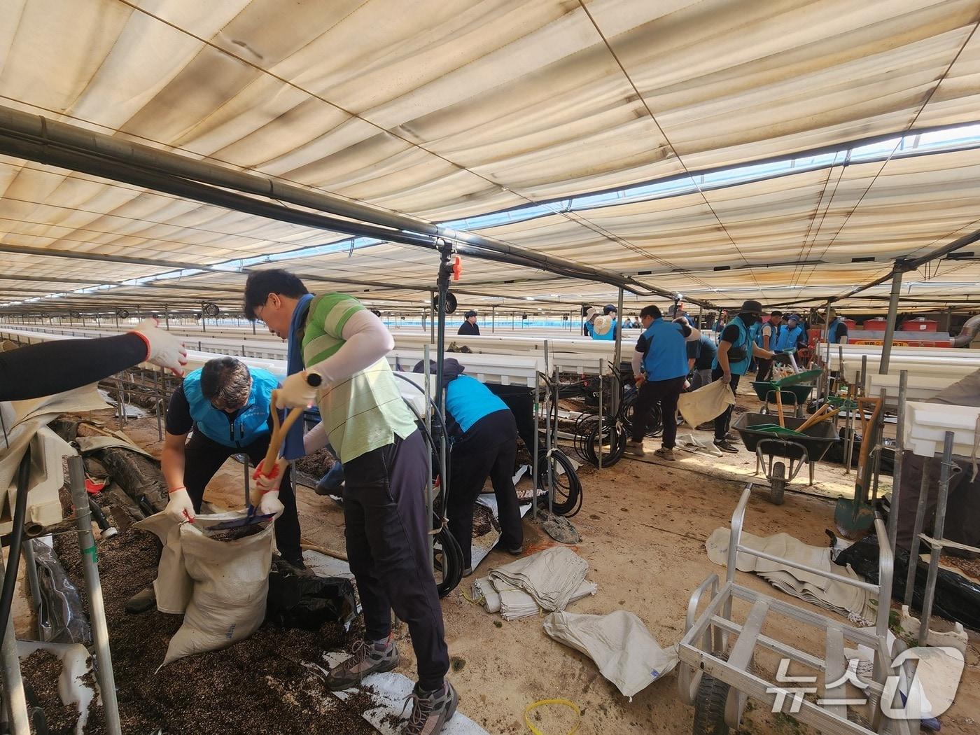 본문 이미지 - 한국농어촌공사 전북지역본부가 집중호우로 큰 피해를 입은 남원시 송동면 신평리 딸기 농가를 찾아 긴급 복구활동에 나섰다.(전북본부 제공. 재판매 및 DB금지)2025.7.24/뉴스1