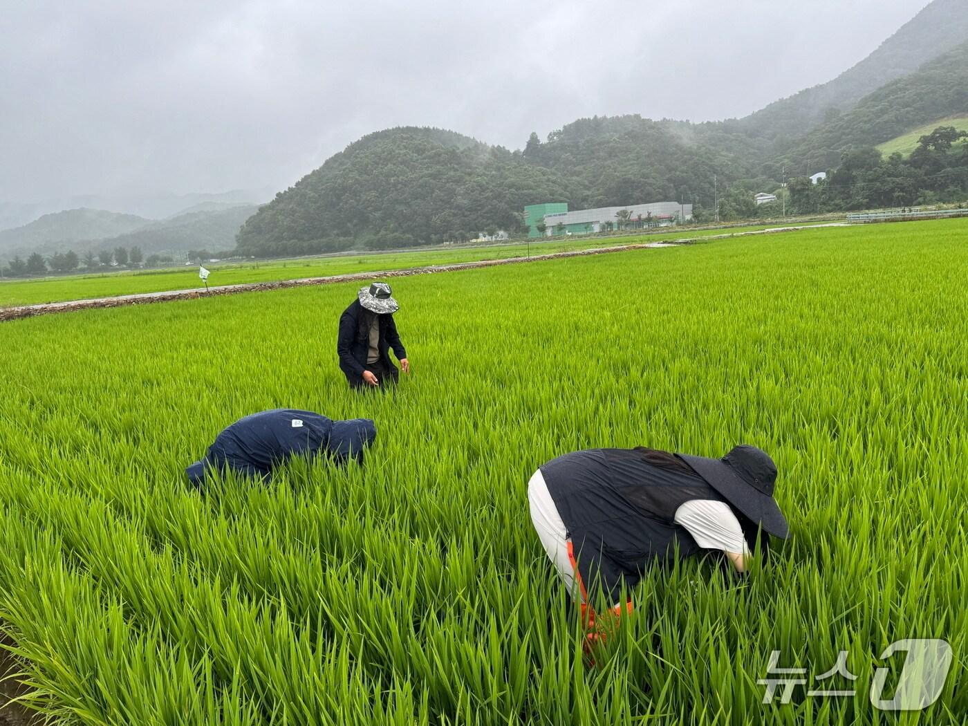 본문 이미지 - 24일 전북 임실군에서 농촌진흥청, 국립농업과학원, 농업기술원 등이 병해충 예찰활동을 펼치고 있다.&#40;임실군제공. 재판매 및 DB금지&#41;2025.7.24/뉴스1