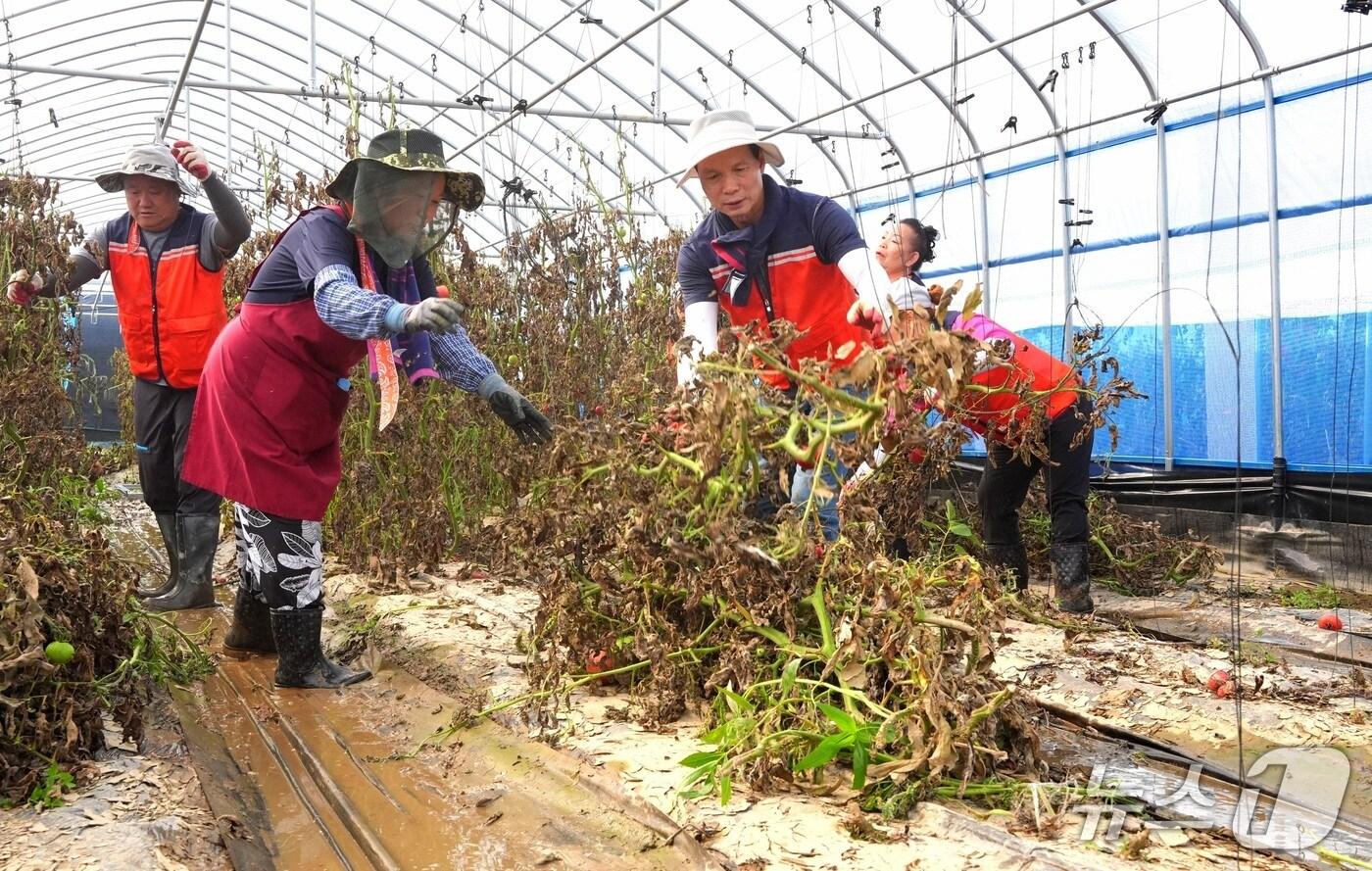  24일 조병옥 충북 음성군수가  비 피해가 발생한 원남면의 한 농가를 찾아 복구 활동을 벌이고 있다.(음성군 제공. 재판매 및 DB금지)/뉴스1