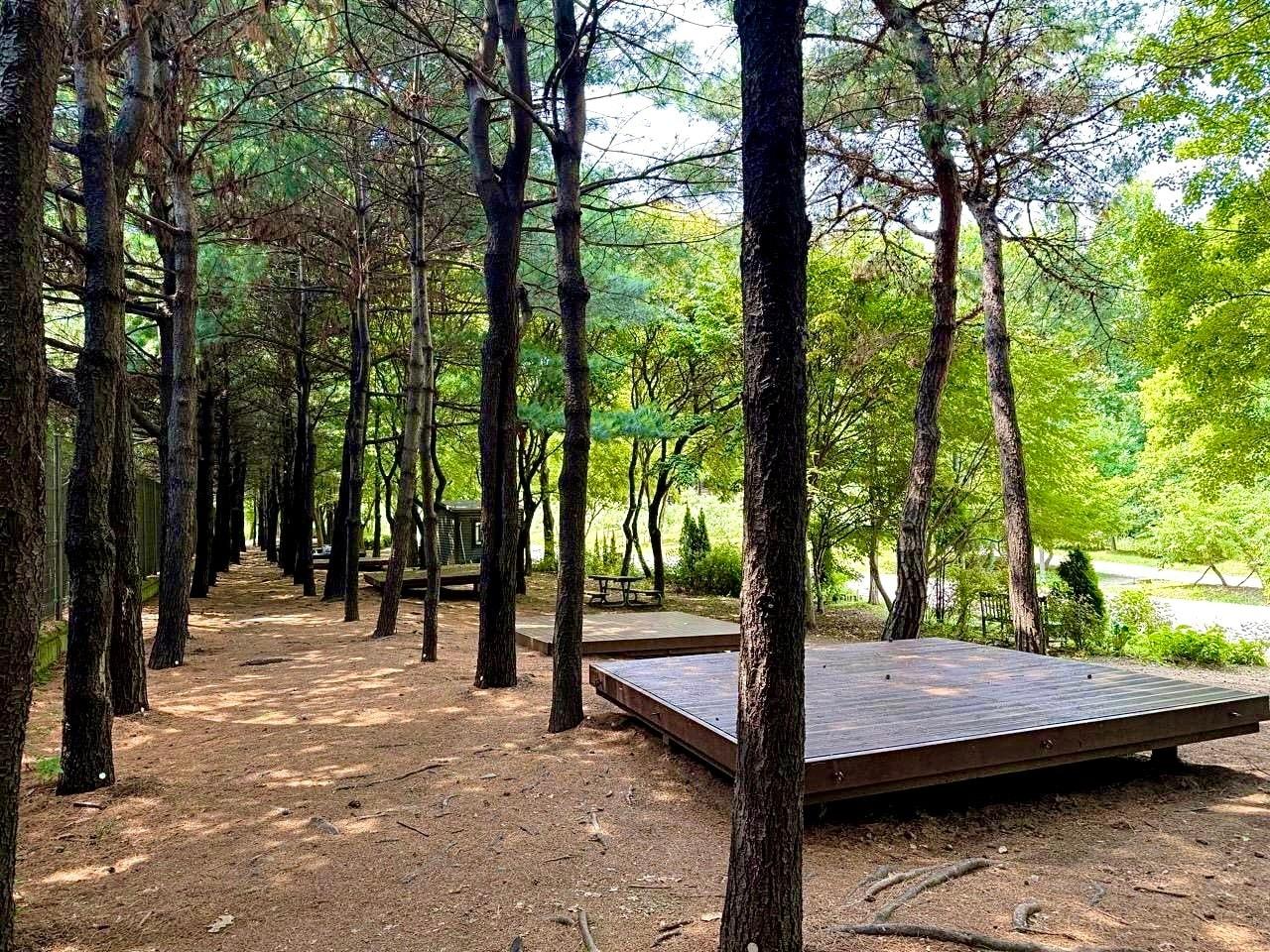 본문 이미지 - 성동 서울숲 여름 캠핑장 (성동구 제공)