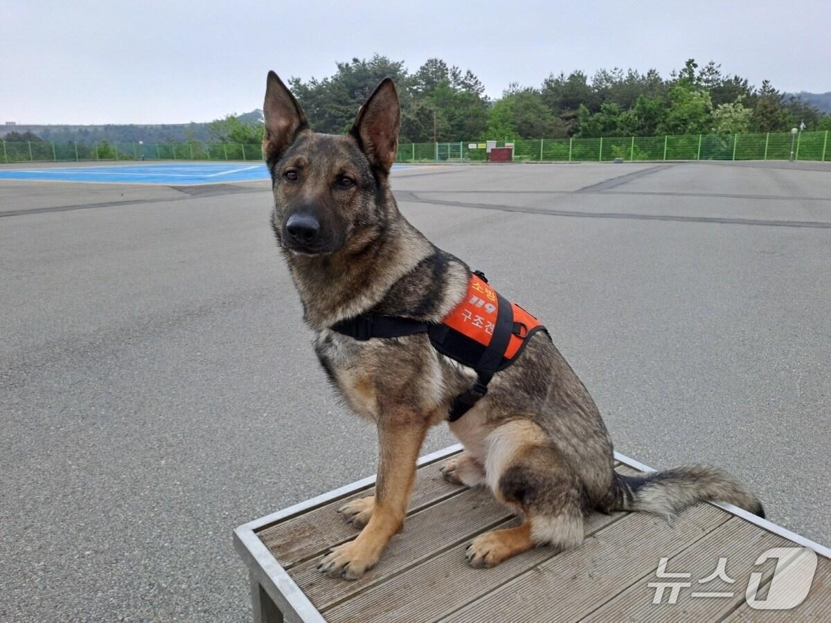 본문 이미지 - 119 구조견 &#39;가온&#39;&#40;강원도소방본부 제공, 재판매 및 DB 금지&#41;/뉴스1 