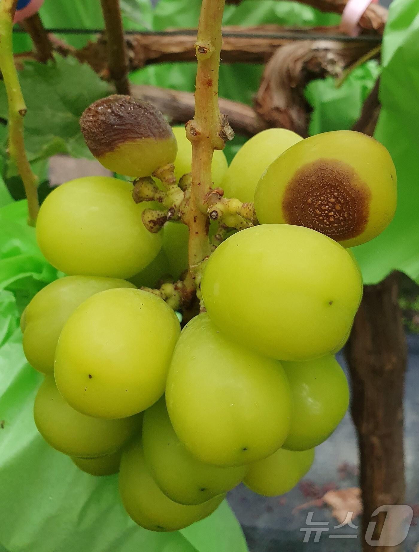 본문 이미지 - 탄저병에 오염된 포도 ⓒ News1 김대벽기자