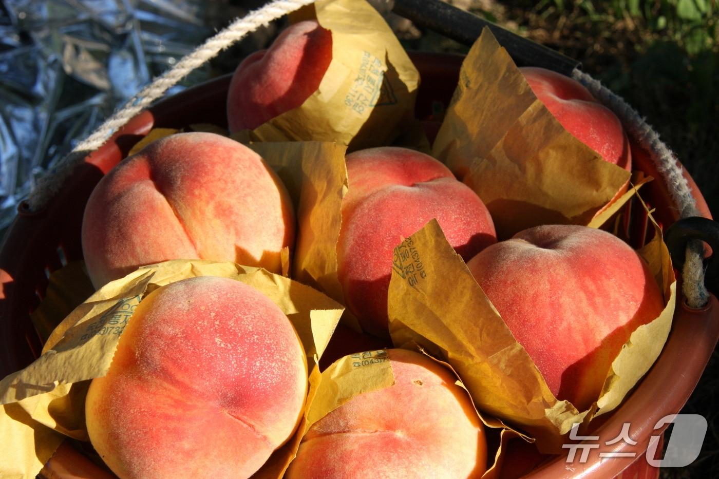 영동군 복숭아 (영동군 제공, 재판매 및 DB제공) /뉴스1 