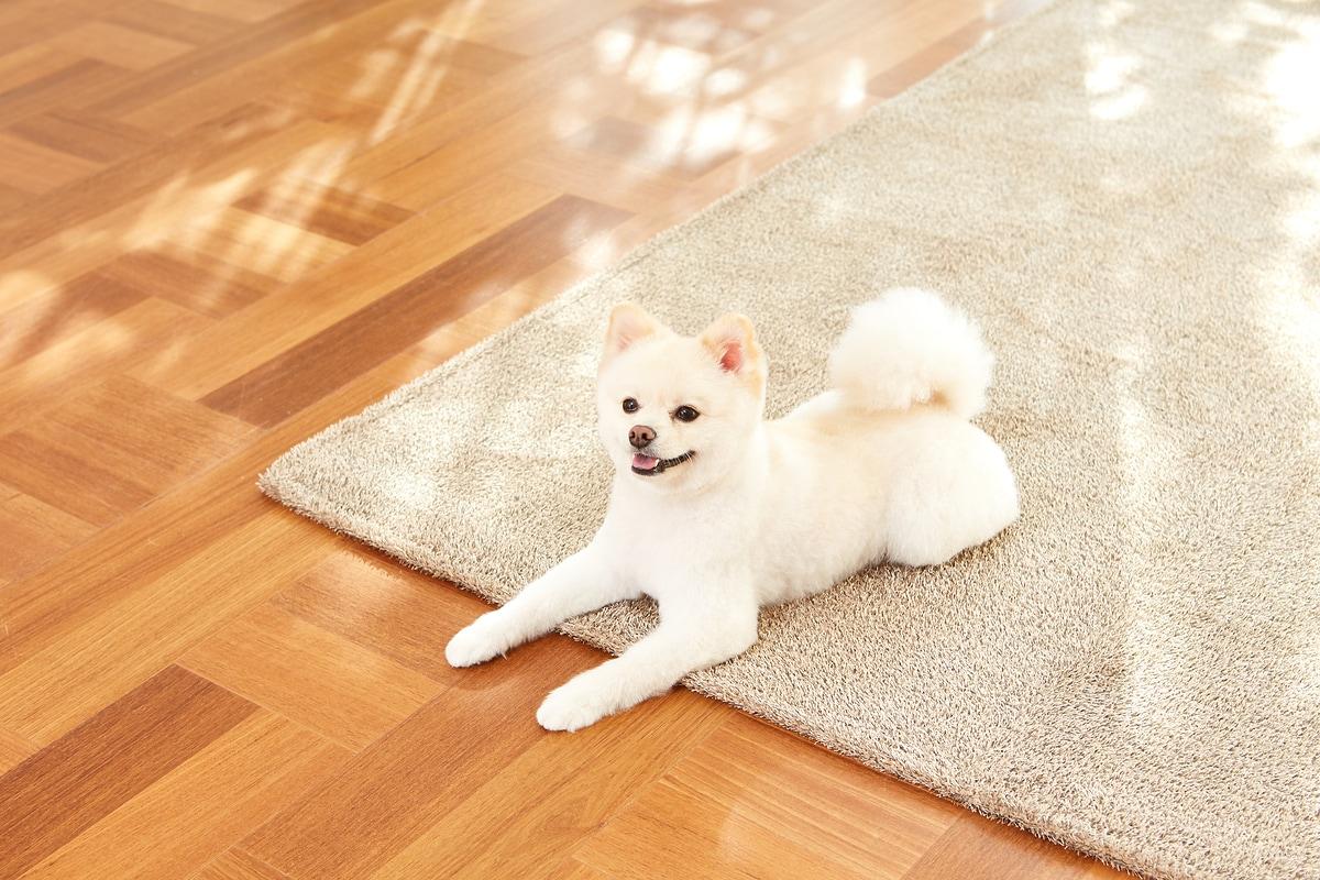 본문 이미지 - 반려견의 관절 건강을 위해 보호자들이 가장 많이 찾는 제품 중 하나가 미끄럼방지 매트지만, 현재까지 이를 인증하는 공인 기준은 국내에 존재하지 않았다(사진은 기사 내용과 무관함, 이미지투데이). ⓒ 뉴스1