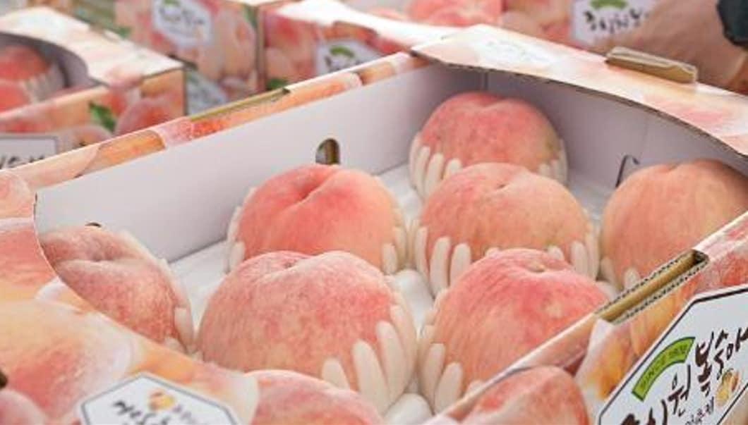 본문 이미지 - 조치원복숭아 축제 자료사진. / 뉴스1