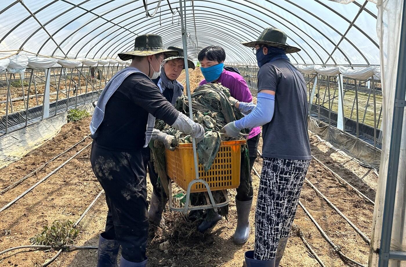 충남도의회 도의원 등이 수해를 입은 천안 수신면 시설하우스에서 일손을 보태고 있다.(충남도의회 제공. 재판매 및 DB금지)/뉴스1   