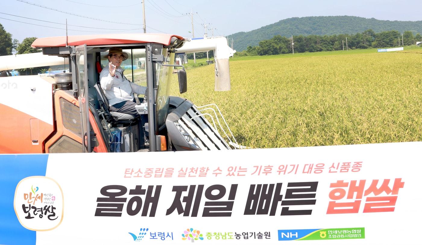 김동일 시장이 이앙기를 직접 몰아 '빠르미2'를 수확하고 있다.(보령시 제공. 재판매 및 DB금지)/뉴스1
