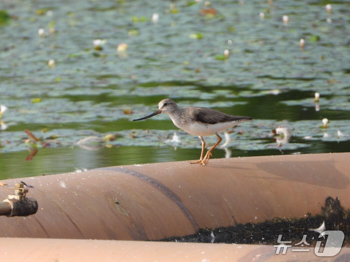 본문 이미지 - 국립세종수목원에서 멸종위기관심대상종인 ‘뒷부리도요’가 관찰됐다. (한국수목원정원관리원 제공.재판매 및 DB금지) /뉴스1