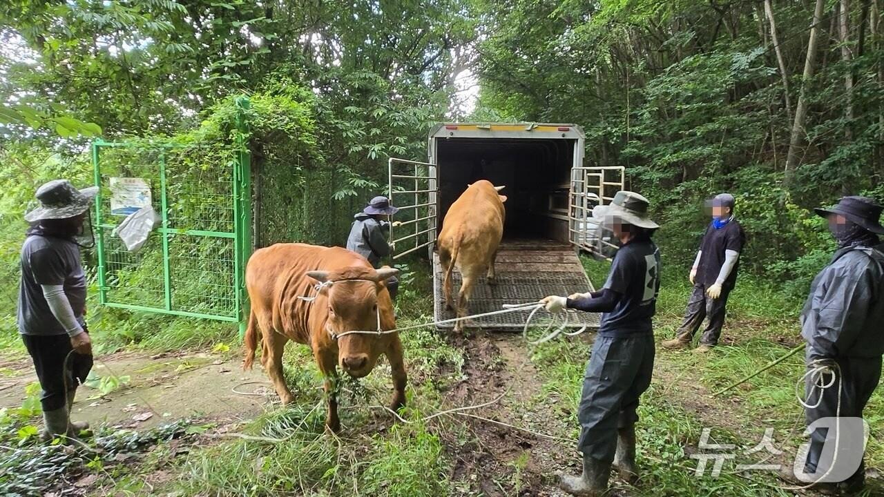 본문 이미지 - 진주 진양호에서 21일 구조된 소 2마리(남강댐 지사 제공. 재판매 및 DB금지).