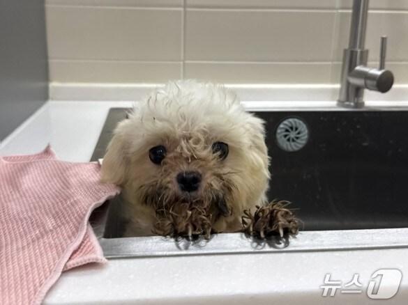 본문 이미지 - 구조된 강아지(루시의 친구들 제공) / 뉴스1