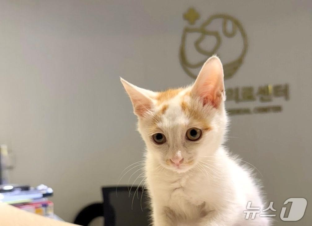 본문 이미지 - 원헬스동물의료센터가 국제고양이의학협회(ISFM) 고양이 친화 동물병원 골드 레벨 인증을 획득했다(동물병원 제공). ⓒ 뉴스1
