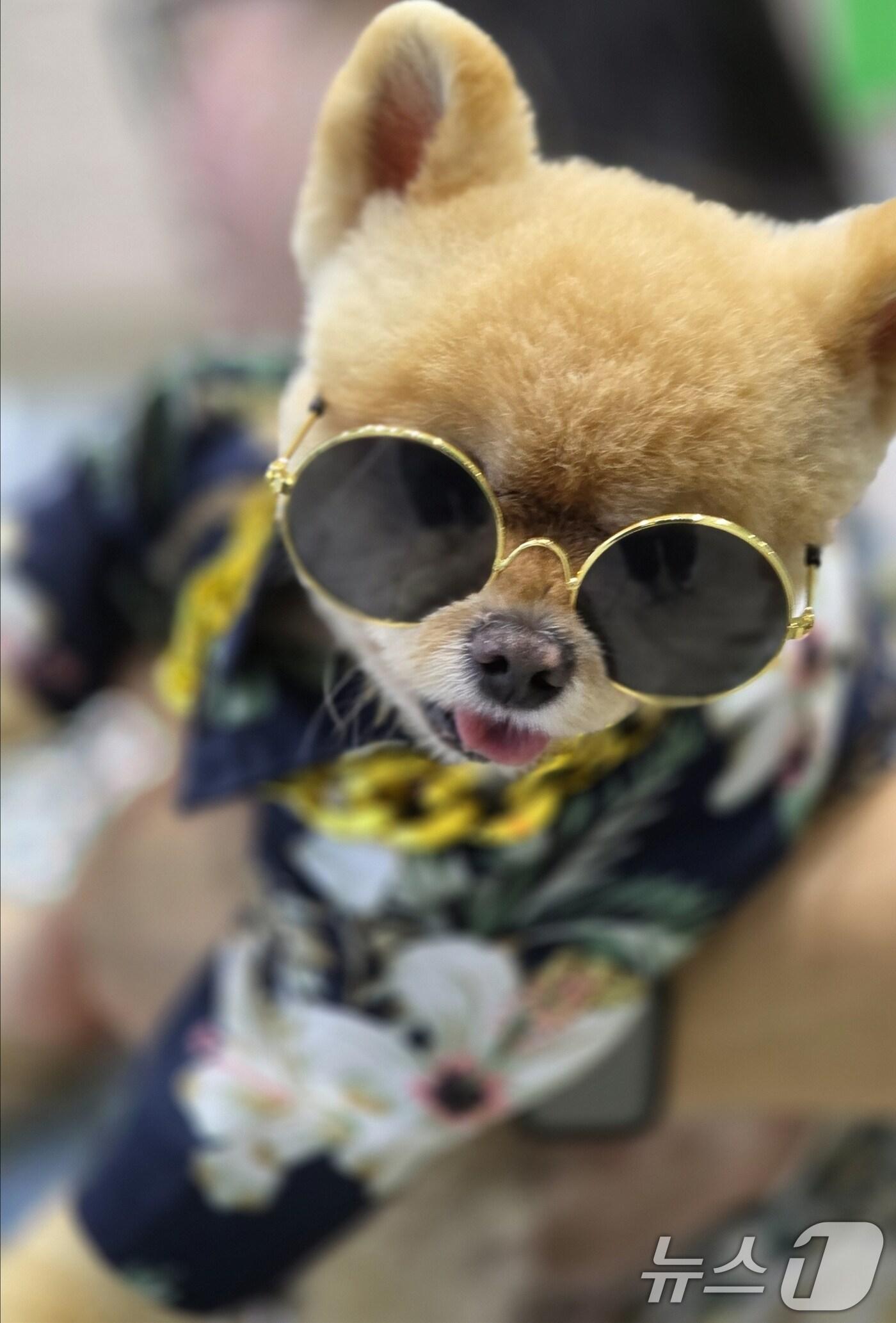 본문 이미지 - 26일 구미코에서 열린 대한민국 펫캉스에서 펫션쇼 콘테스에서 1위를 한 반려견이 포즈를 잡고 있다. 펫캉스는 오는 27일까지 열린다. 2025.7.26/뉴스1 ⓒ News1 정우용 기자