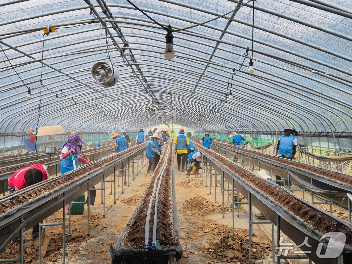 본문 이미지 - 대구 달성군 자원봉사센터 등 80여명은 특별재난지역으로 선포된 합천군 가회면에 방문해 수해복구 봉사활동을 실시했다.(대구 달성군 제공.재판매 및 DB 금지)