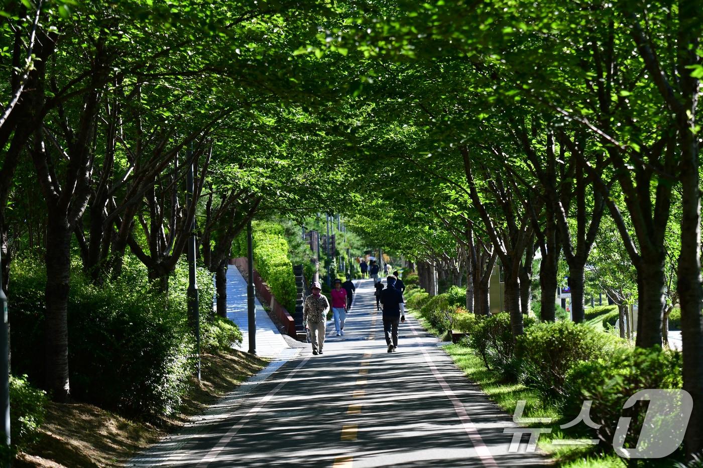 28일 오전 경북 포항시 남구 대잠동 철길 숲에 있는 나무 그늘길을 따라 시민들이 산책하고 있다. 2025.7.28/뉴스1 ⓒ News1 최창호 기자