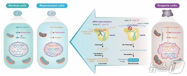 본문 이미지 - RNA 타깃 유전자치료제의 작용기전 및 기대효과 대표도(생명연 제공) /뉴스1