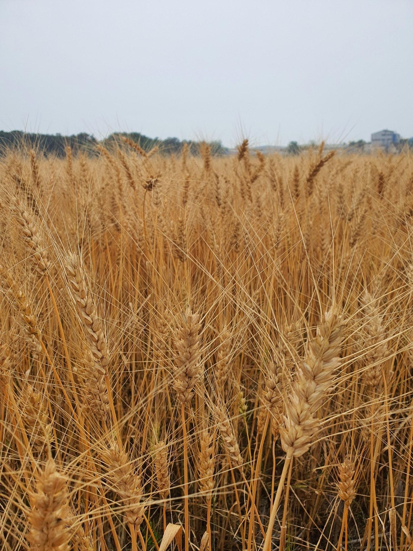 본문 이미지 -  서천에서 재배 중인 국산 밀 모습.(서천군 제공. 재판매 및 DB금지)/뉴스1