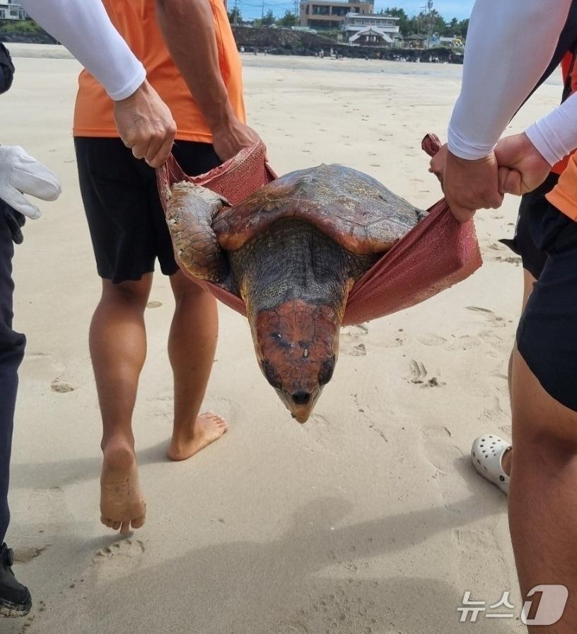 본문 이미지 - 지난 27일 오후 서귀포시 표선해수욕장 해상에서 멸종위기종인 붉은바다거북이가 등을 다친채 발견됐다.&#40;서귀포해양경찰서 제공. 재판매 및 DB 금지&#41;