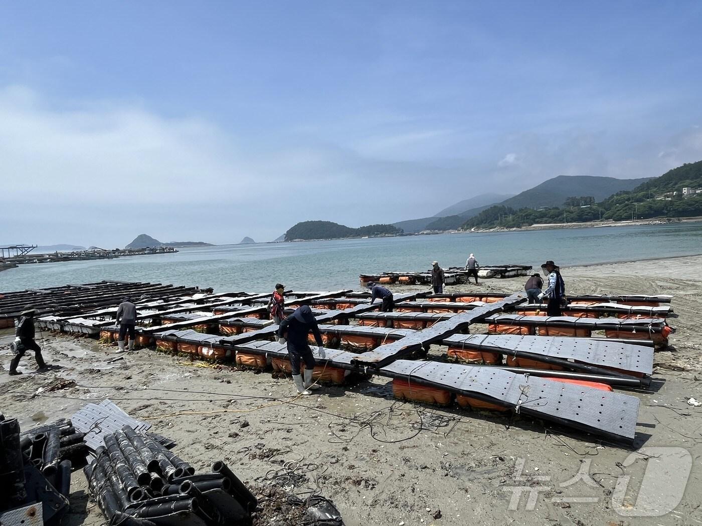 본문 이미지 - 완도군, 전복 가두리 감축 사업 추진 가두리를 해체하는 모습 (완도군 제공. 재판매 및 DB금지) /뉴스1 