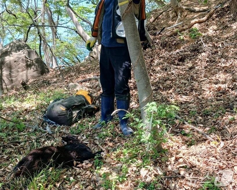 본문 이미지 - 흑염소 포획 현장.(부산강서경찰서 제공. 재판매 및 DB금지)