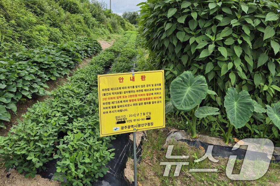 본문 이미지 - 광주의 한 하천에 허가받지 않은 경작 행위가 이뤄지고 있다.(광주시 제공. 재판매 및 DB 금지) 2025.7.28/뉴스1 