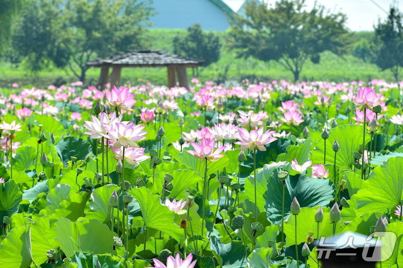 함안 연꽃테마파크(함안군 제공. 재판매 및 DB금지).