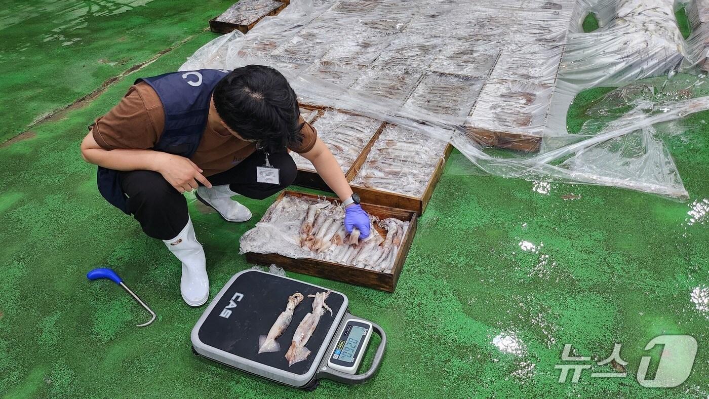 오징어 TAC 확인 위한 무게 측정.(전남도 제공. 재판매 및 DB금지) 2025.7.28/뉴스1