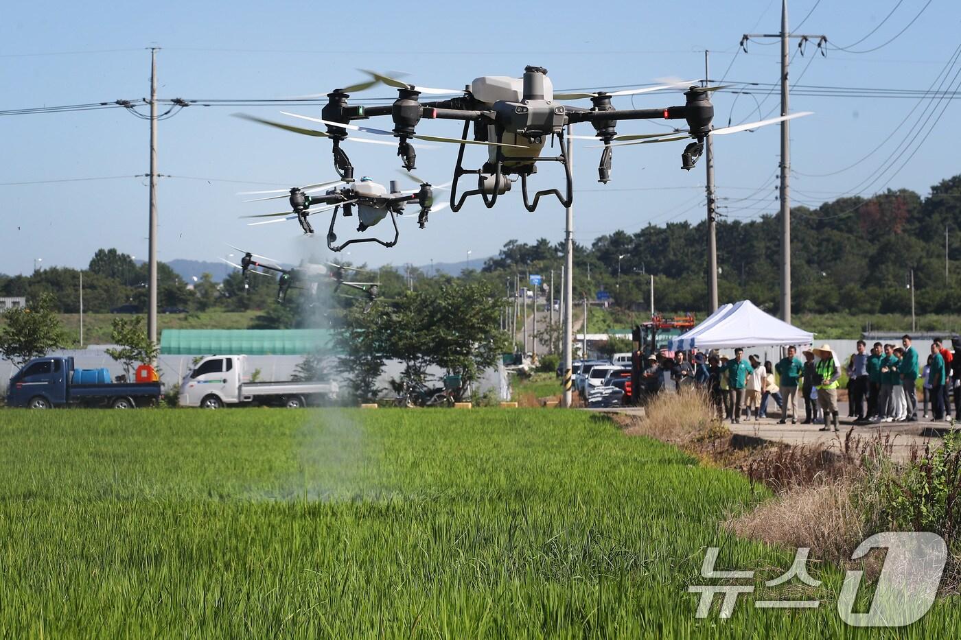폭염이 계속된 28일 오전 대구 달성군 화원읍 설화리 논에서 드론을 활용한 무인항공방제가 진행되고 있다. 2025.7.28/뉴스1 ⓒ News1 공정식 기자