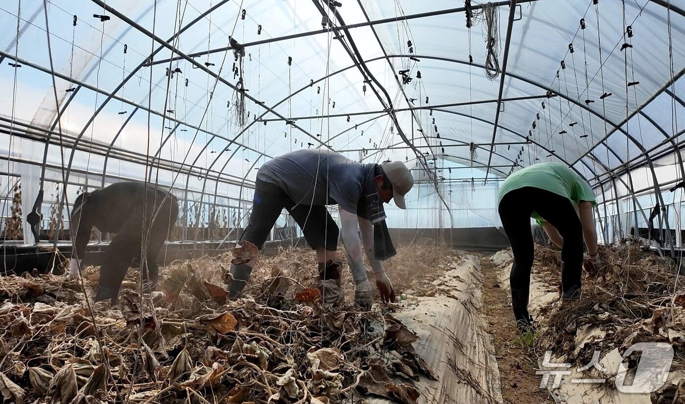 충북 진천군의회는 28일 진천읍 삼덕리 수해 농가를 찾아 피해 복구 봉사활동을 전개했다.(진천군의회 제공, 재판매 및 DB금지)/뉴스1