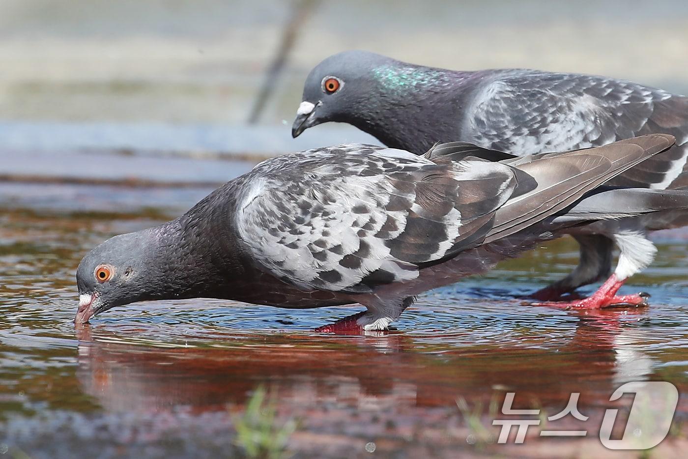 목을 축이고 있는 비둘기. 2025.7.28/뉴스1 ⓒ News1 공정식 기자