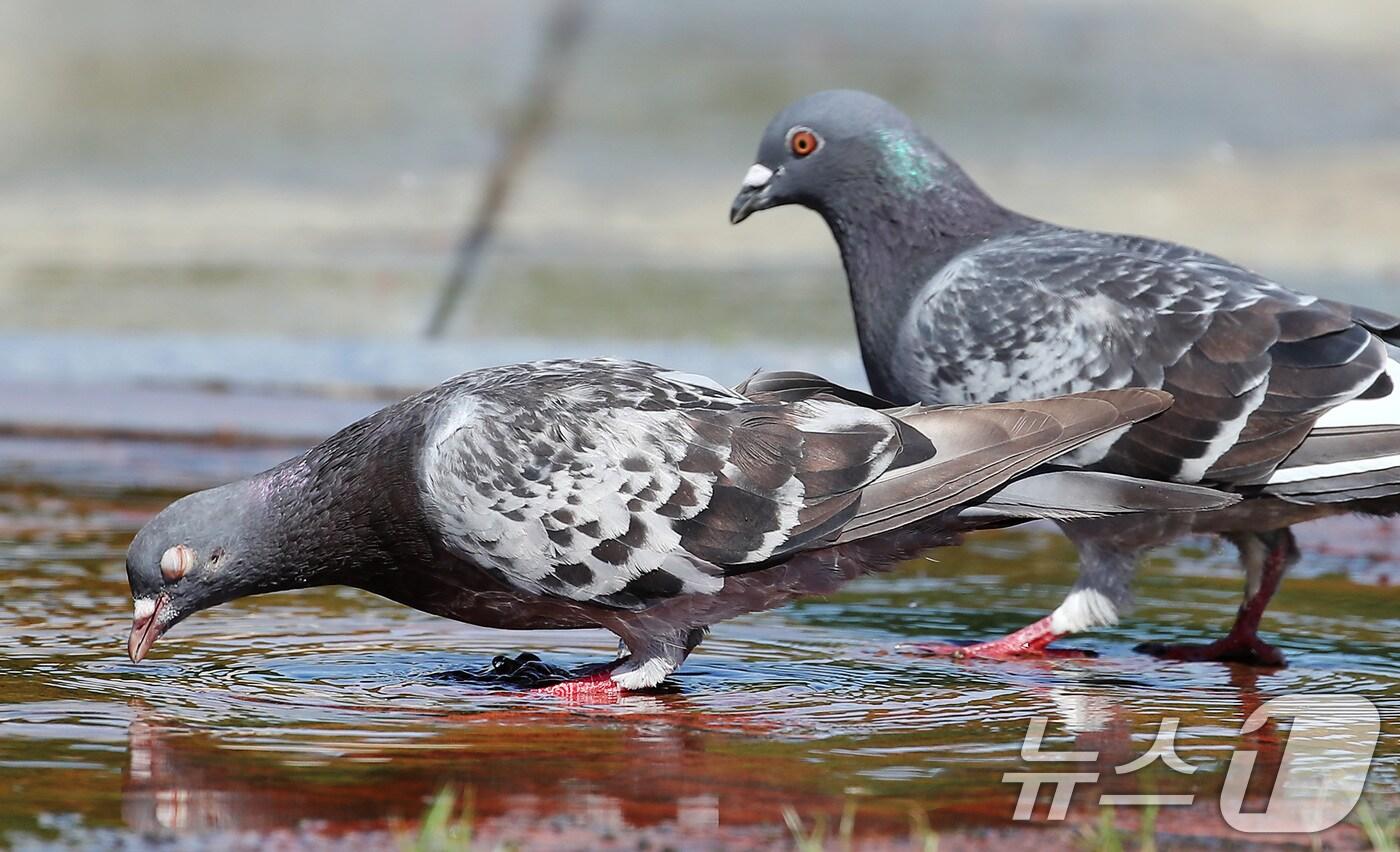비둘기 자료사진(사진은 기사 내용과 무관함) / 뉴스1 ⓒ News1