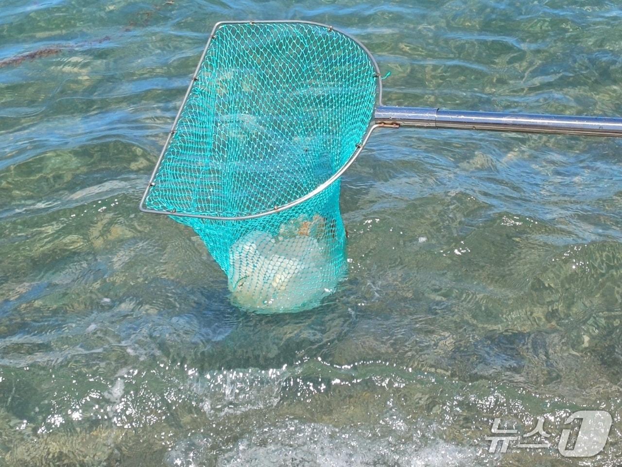 본문 이미지 - 울산 북구 앞바다에서 해파리가 출현해 건지고 있다.&#40;울산 북구 제공. 재판매 및 DB 금지&#41;/뉴스1