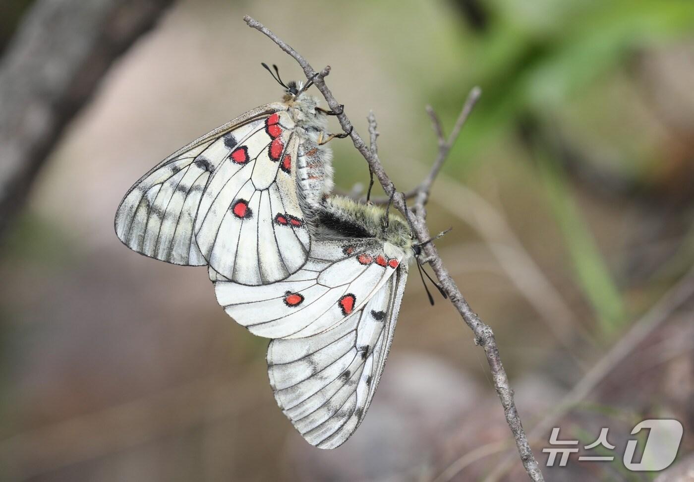 붉은점모시나비(한국연구재단 제공) /뉴스1