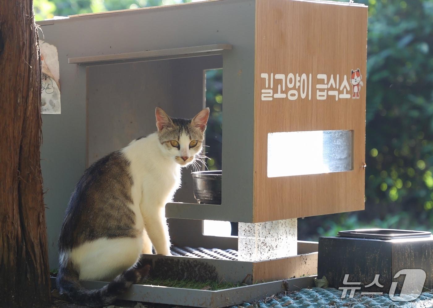  충주 길고양이 급식소.(충주시 제공. 재판매 및 DB금지)/뉴스1